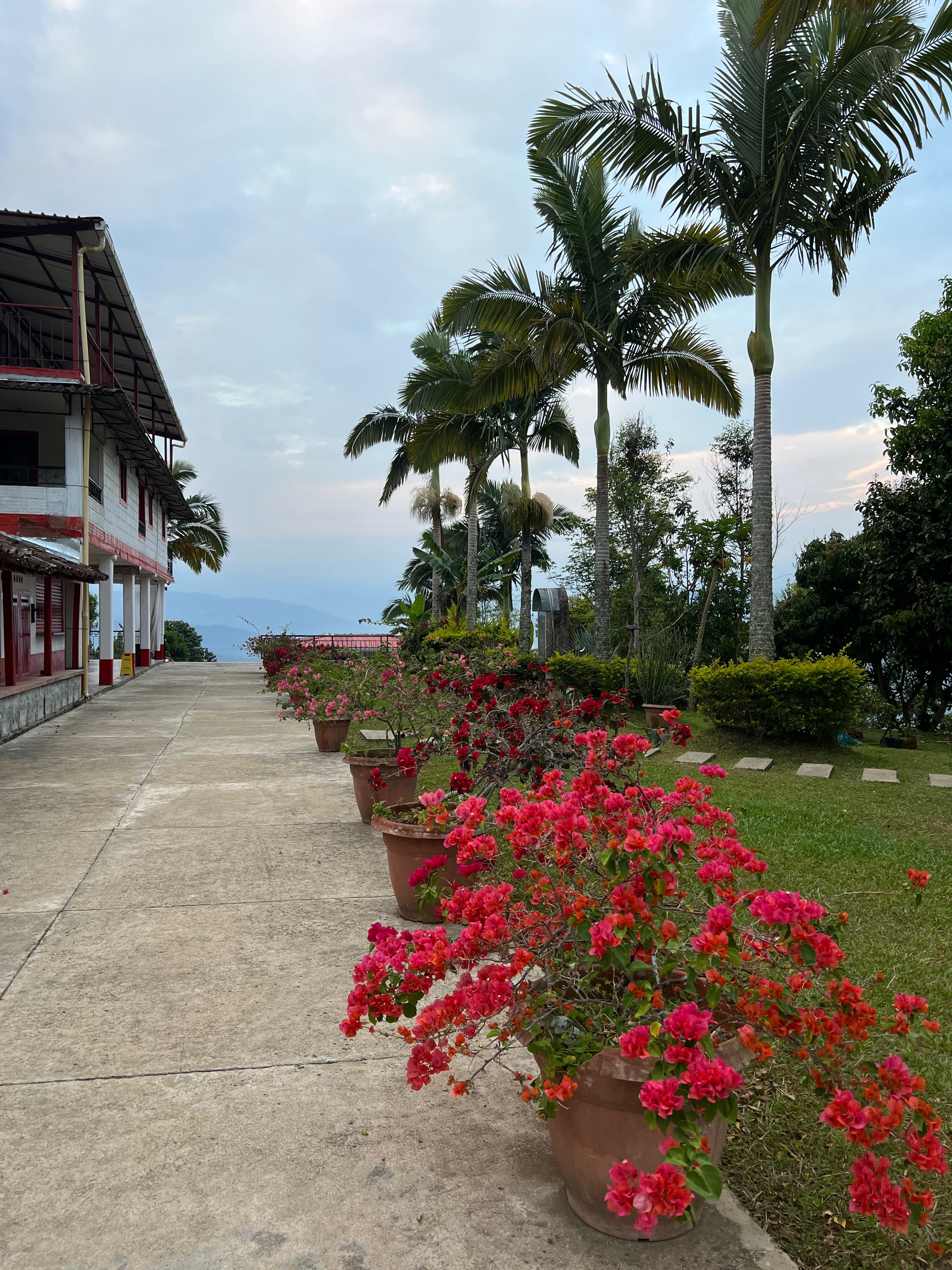 Roots Reverie Roots, Reverie & Appreciation: Segment 2 “The Plant That Welcomes You ...