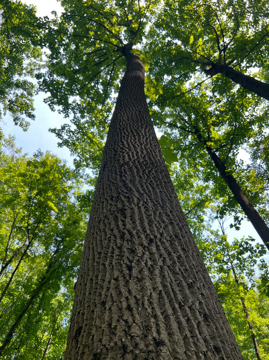 Roots, Reverie & Appreciation: Segment 4 "A Thankful Embrace of Nature's Transition & The Profound Benefits of Tree Hugging"